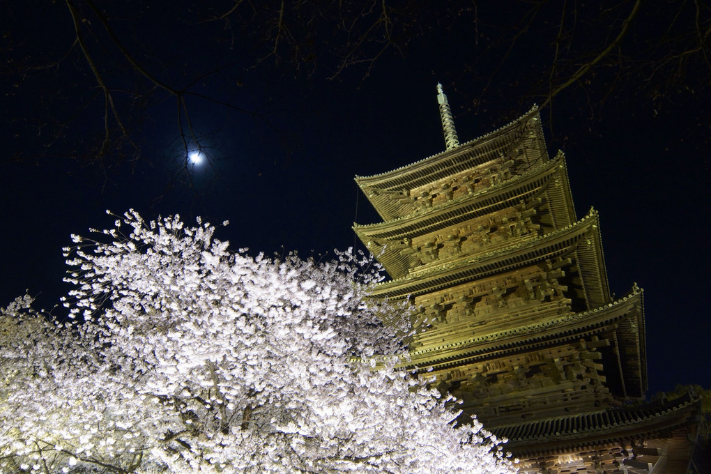 朧月夜と桜