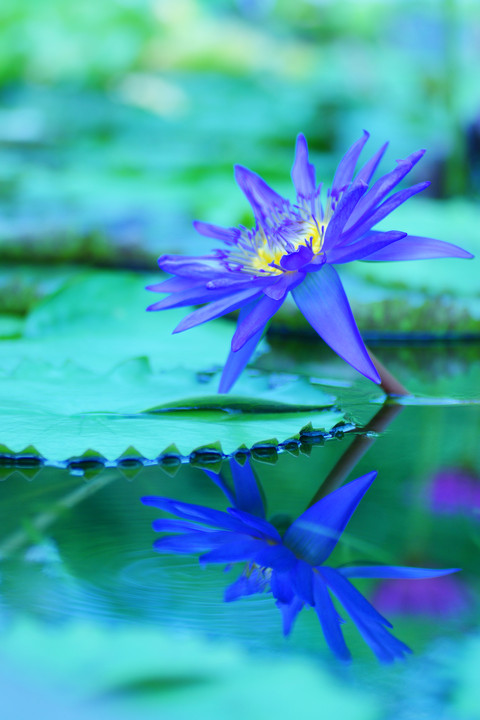 water lily (purple)