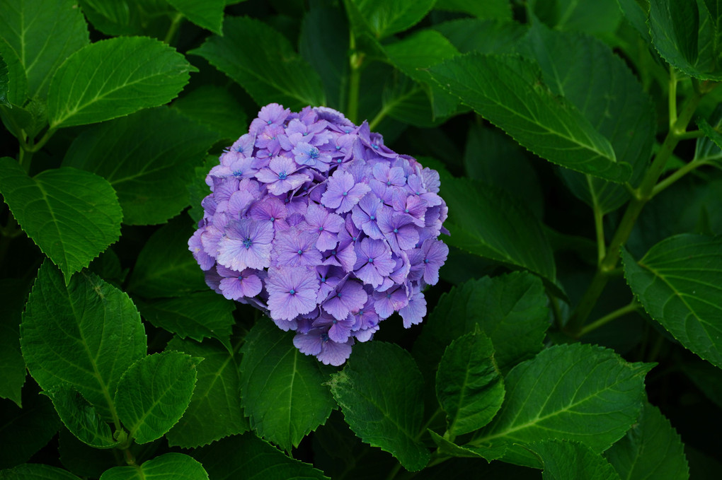 白鳥庭園の紫陽花