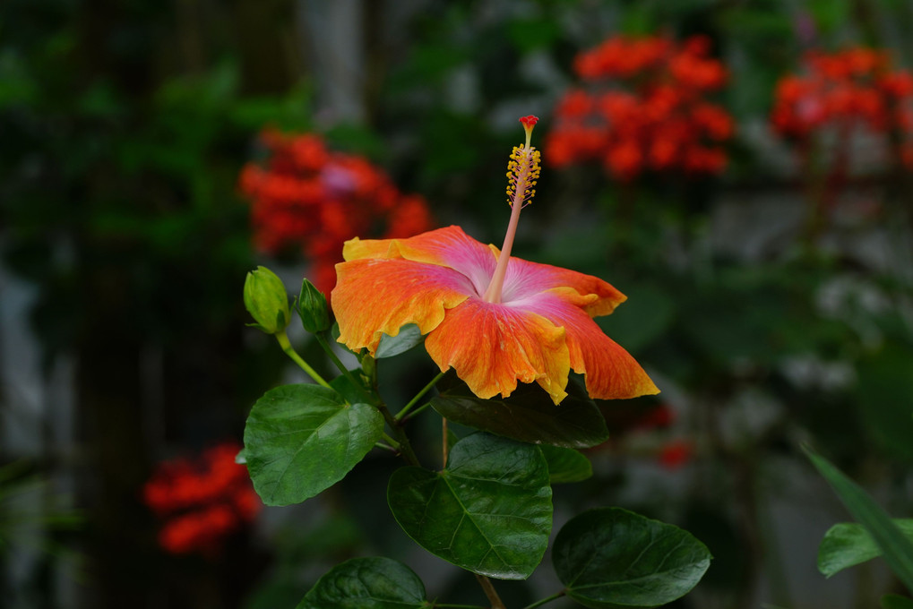 温室の花