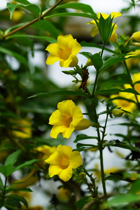 温室の花