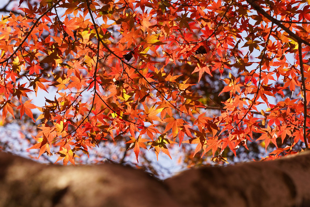 東山植物園の紅葉