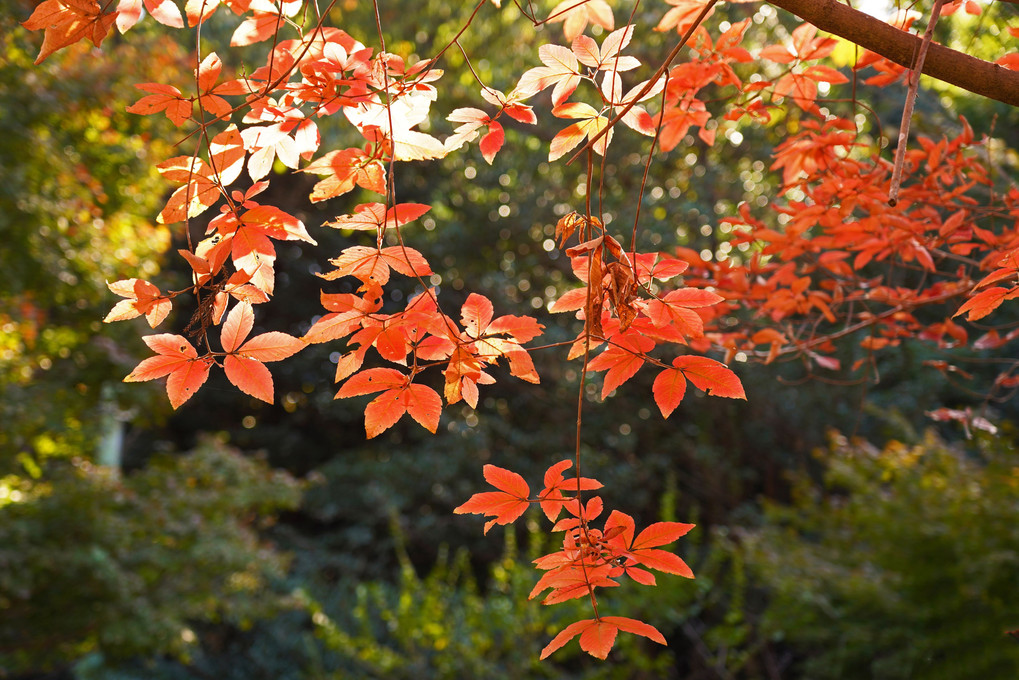 東山植物園の紅葉