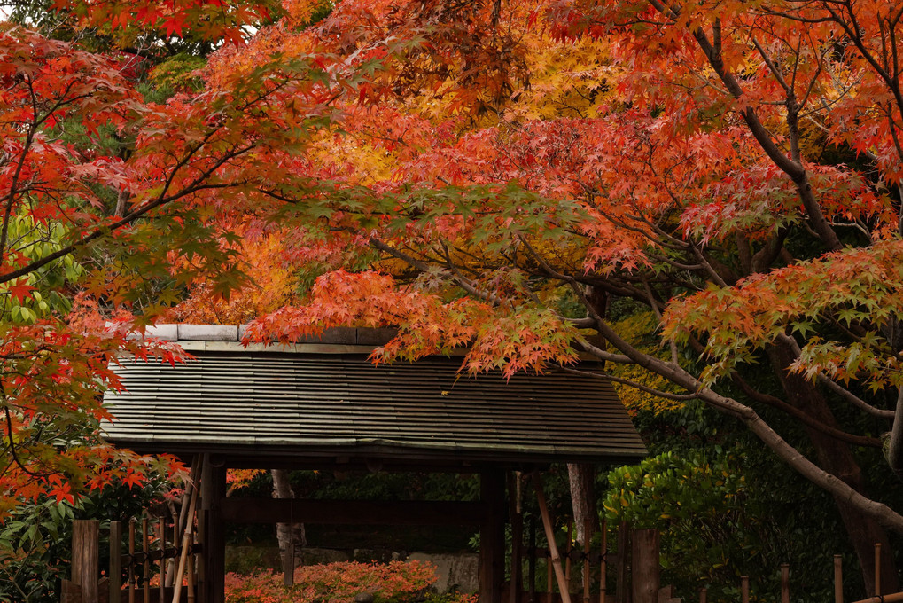 白鳥庭園の紅葉