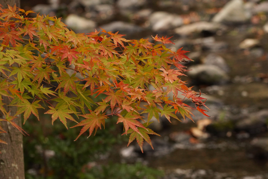 白鳥庭園の紅葉