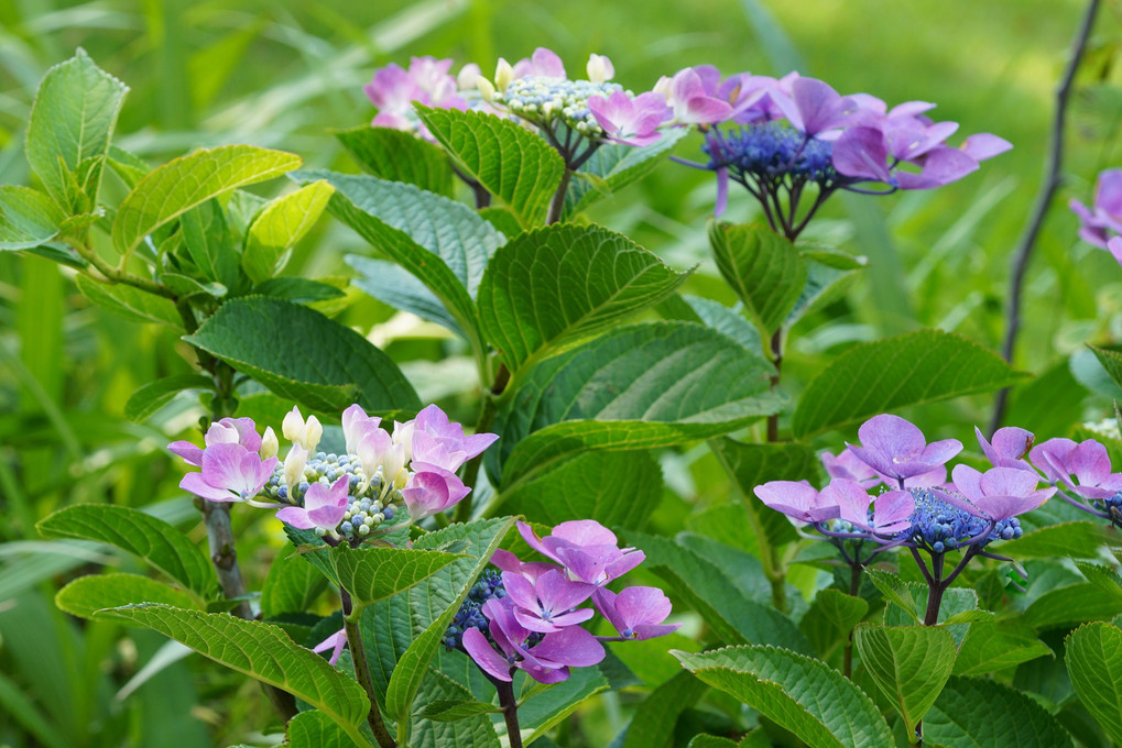 ブルーボネットの紫陽花