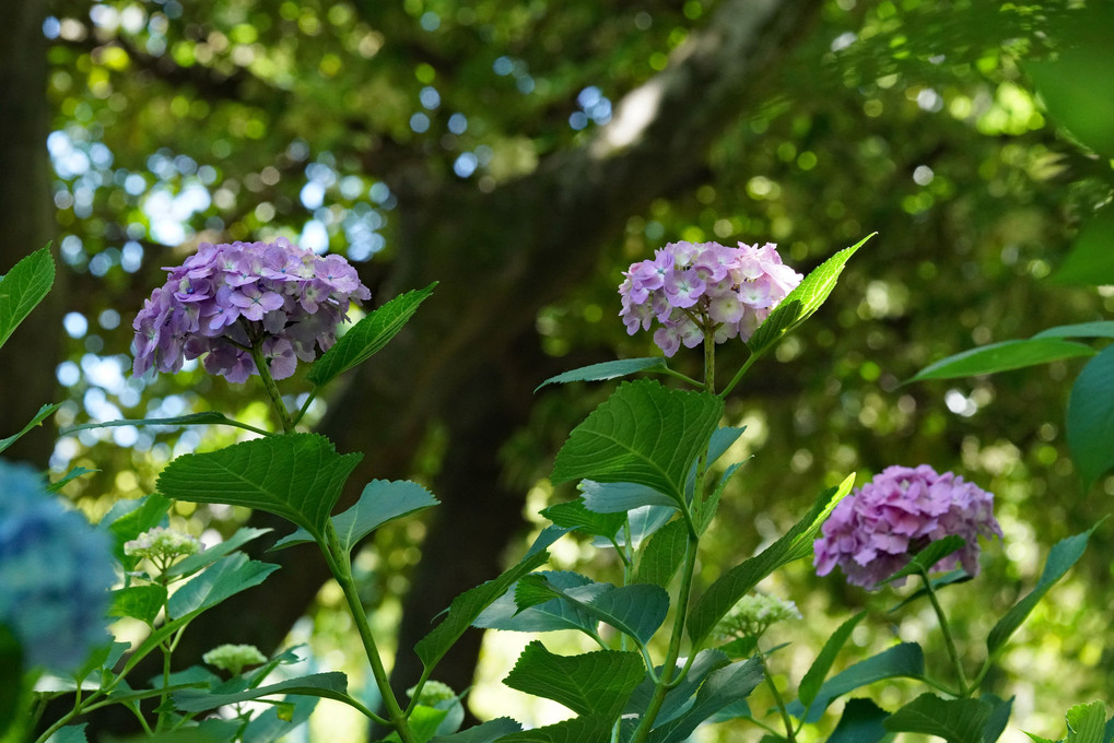 鶴舞公園の紫陽花