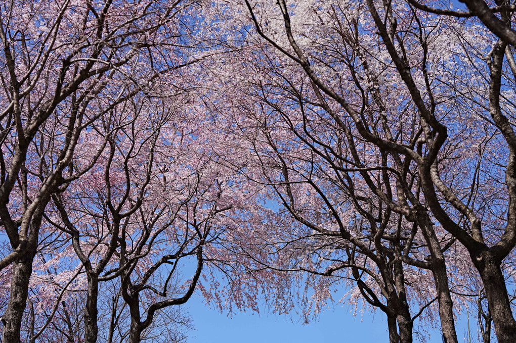 東山植物園の桜