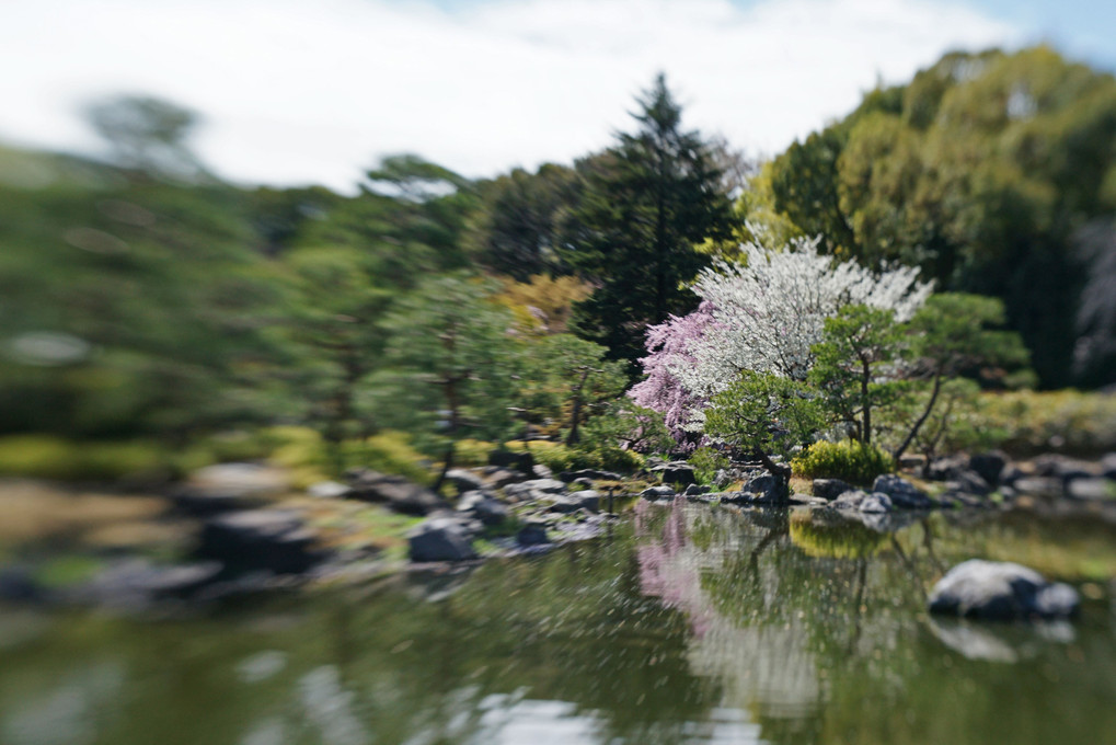 白鳥庭園にて