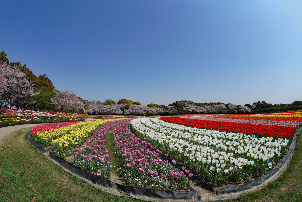 なばなのチューリップ