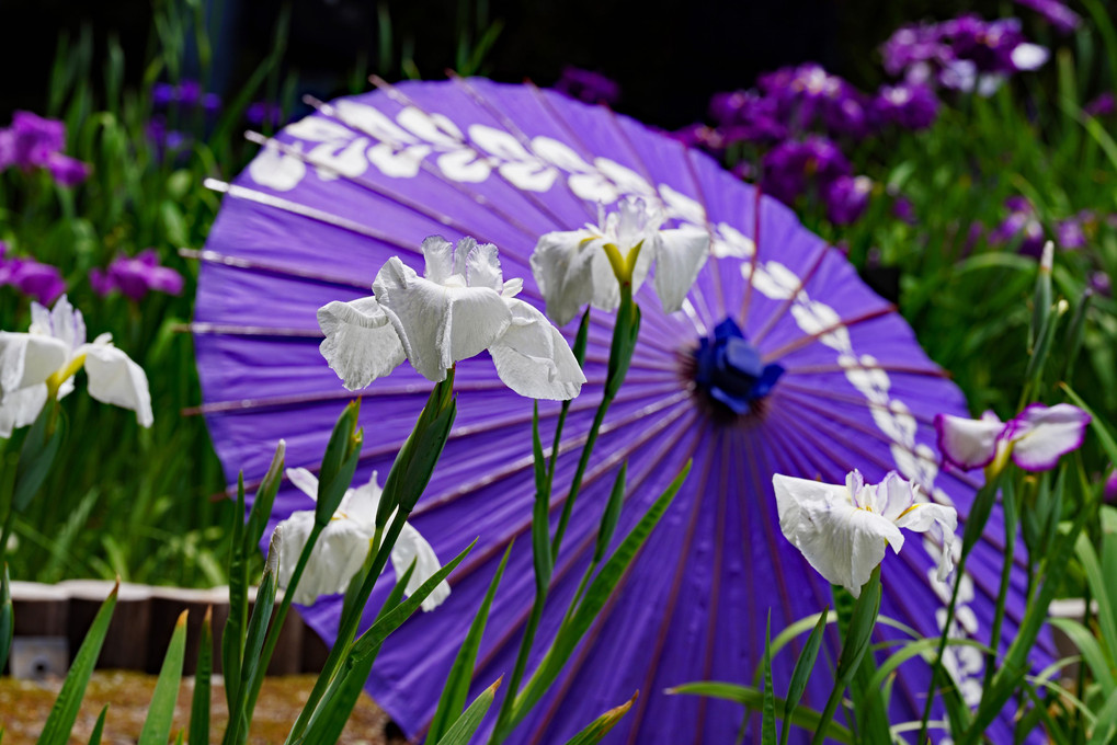菖蒲と和傘