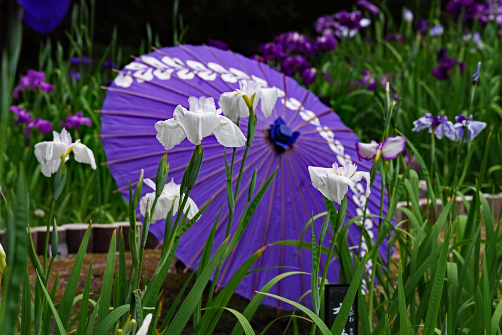 和傘と菖蒲
