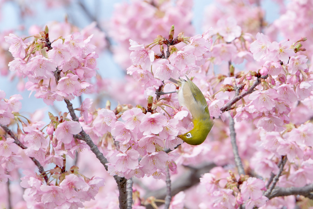 河津桜にはメジロが似合います。