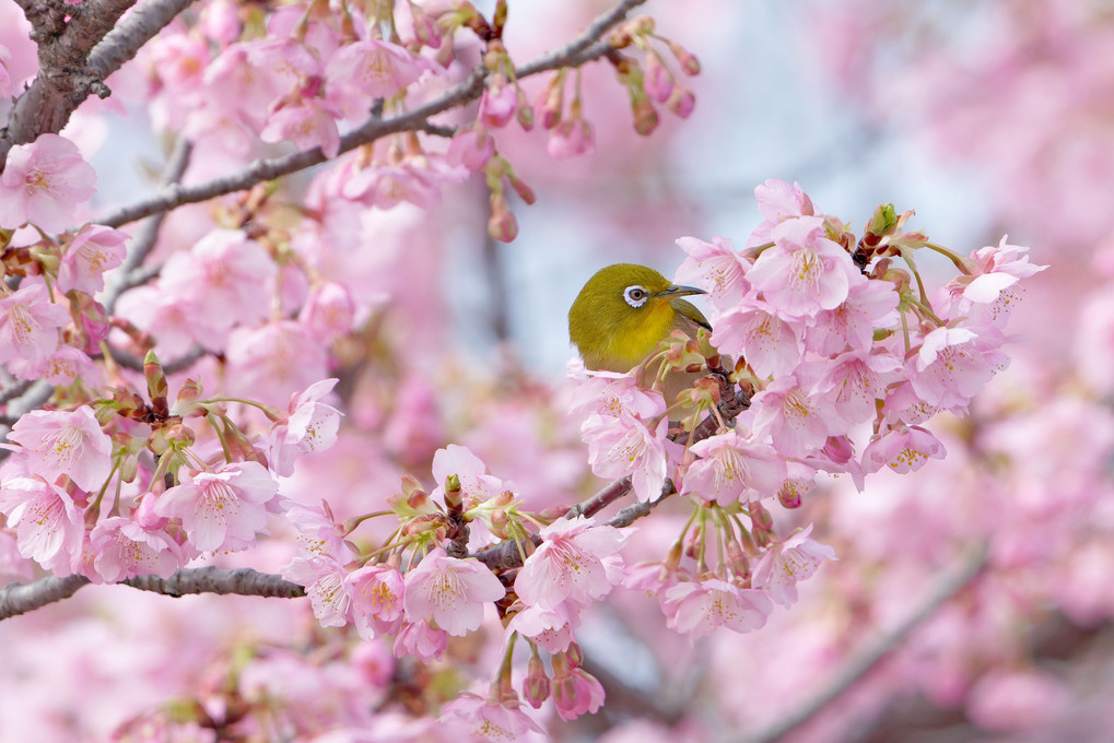 河津桜にはメジロが似合います。