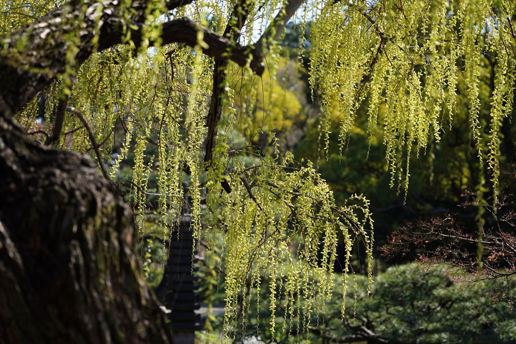 鶴舞公園にて