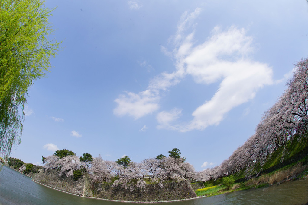 名古屋城の桜