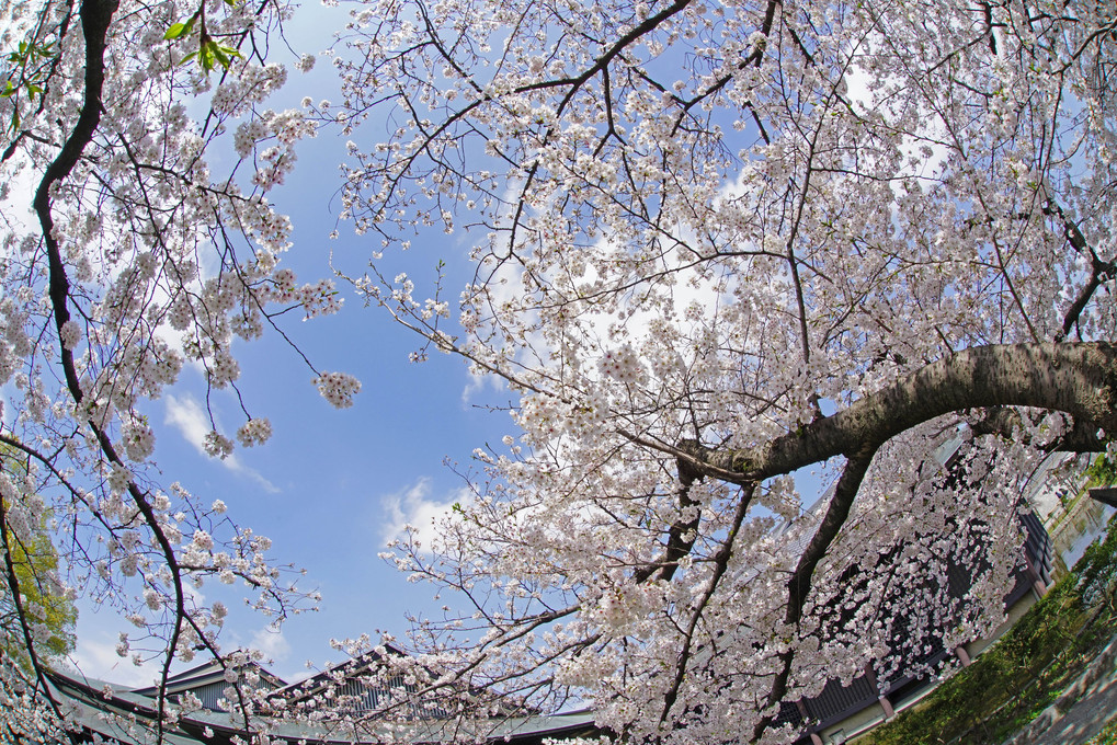 名古屋城の桜