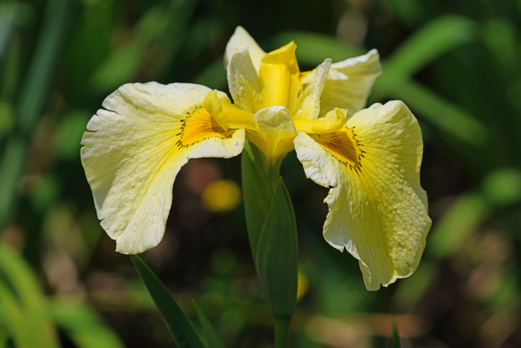 花菖蒲