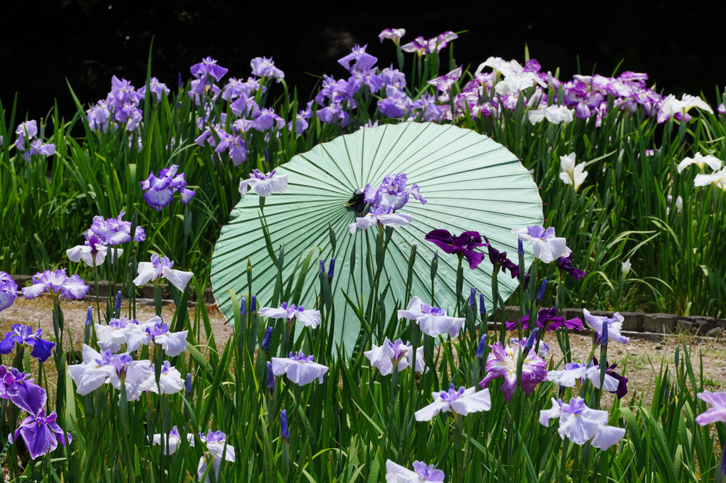 和傘と花菖蒲