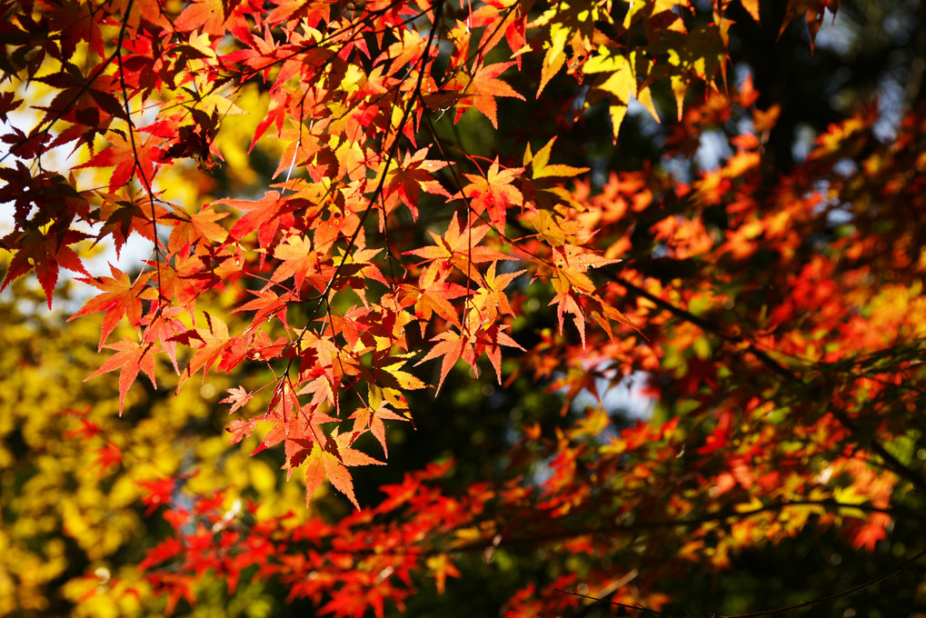 モリコロパークの紅葉