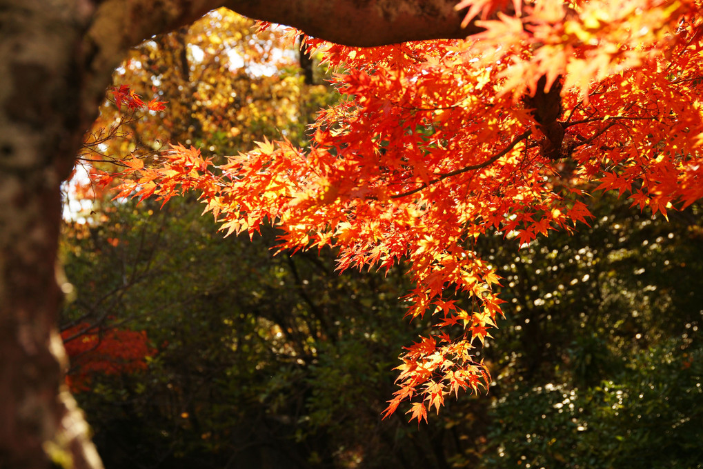 モリコロパークの紅葉