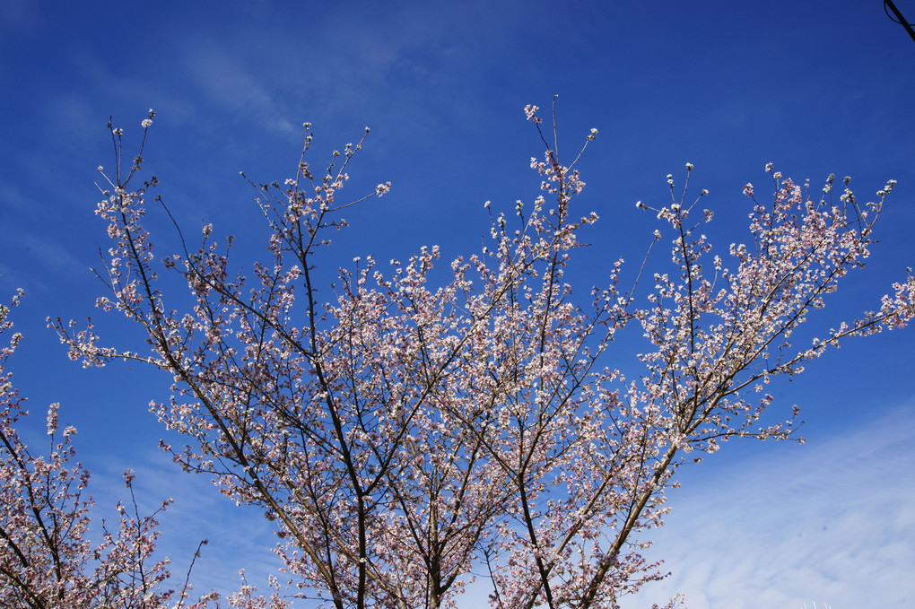 青空に四季桜