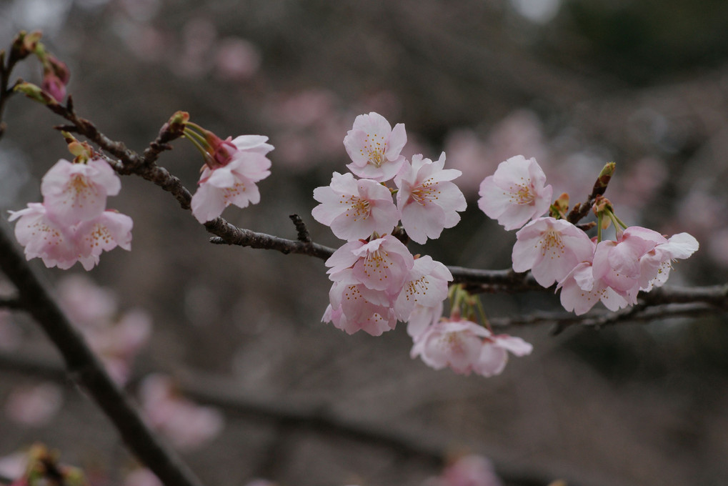 大寒桜