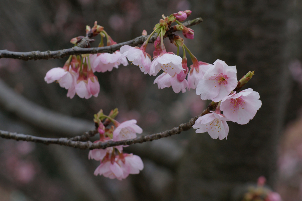 大寒桜