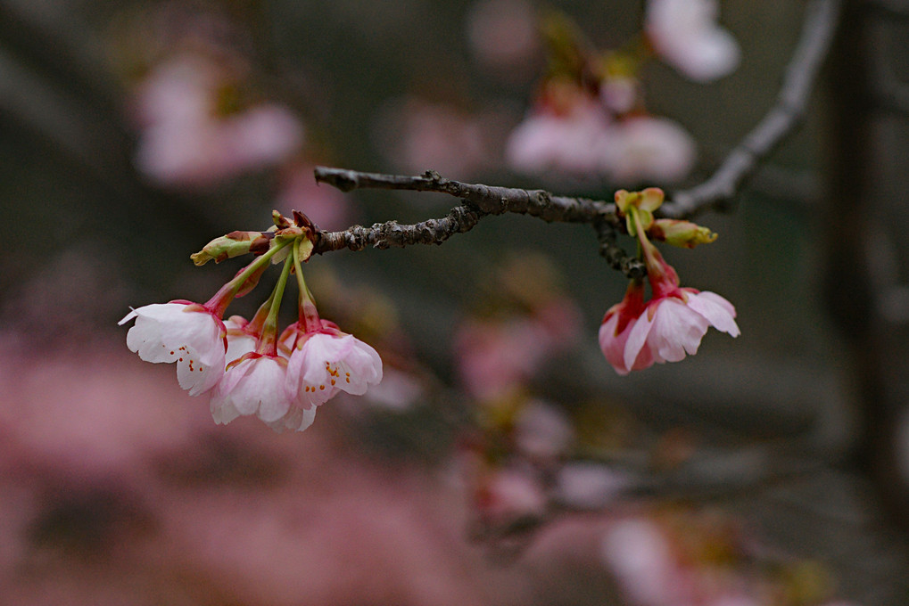 東山植物園の桜