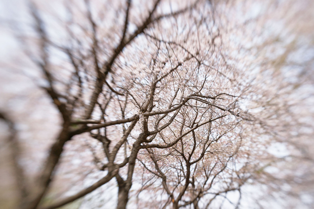 東山植物園の桜