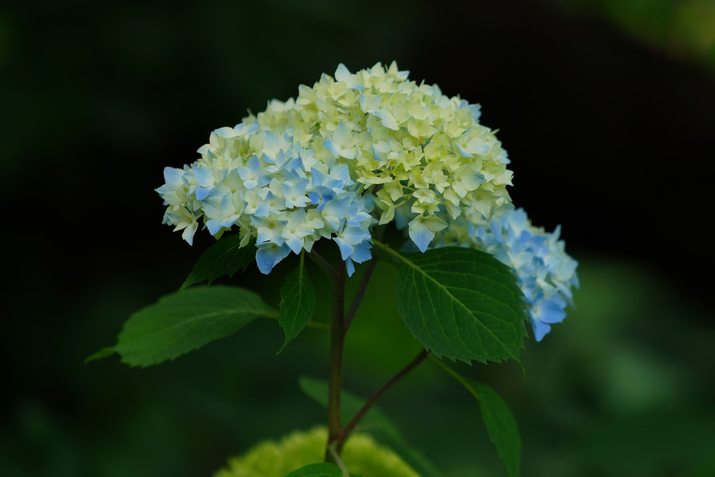 鶴舞公園の紫陽花