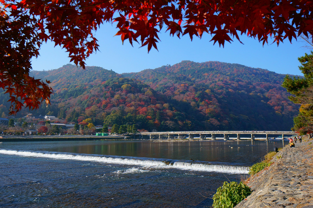 京都 渡月橋の紅葉