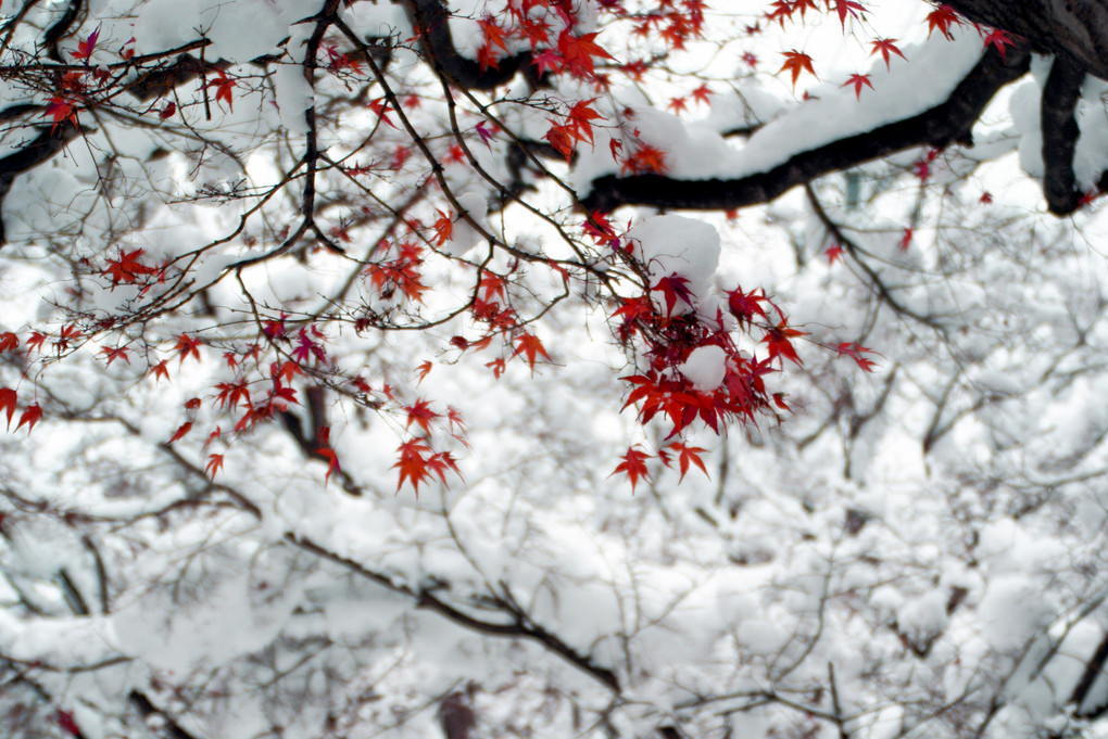 雪の華