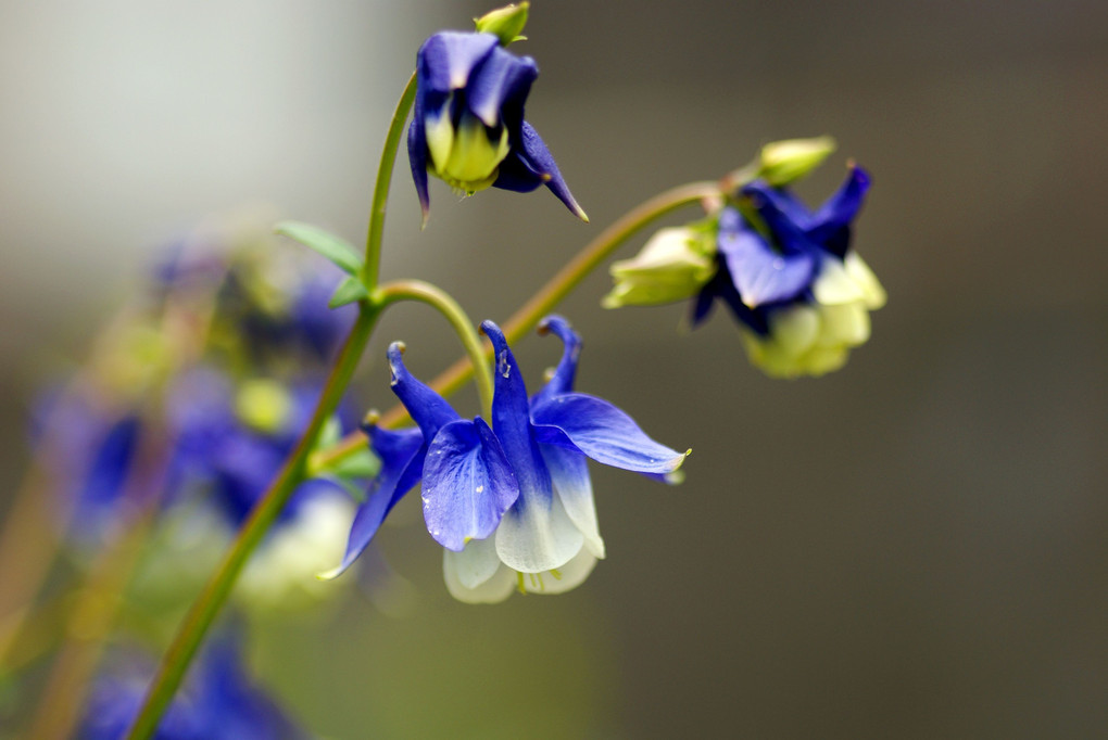 花壇に咲く花①