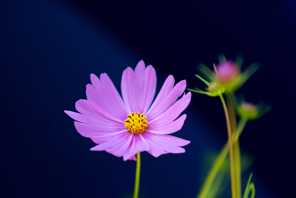 コスモスの花５種類