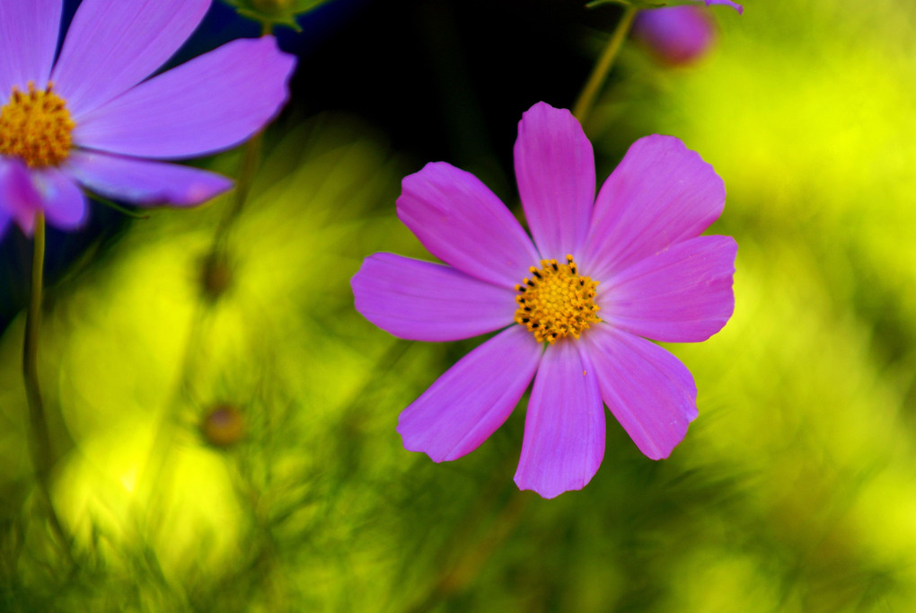コスモスの花５種類