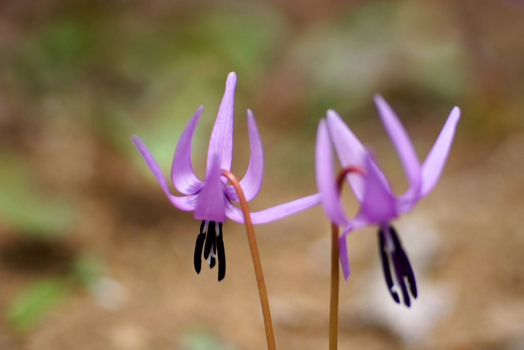 カタクリの花咲く