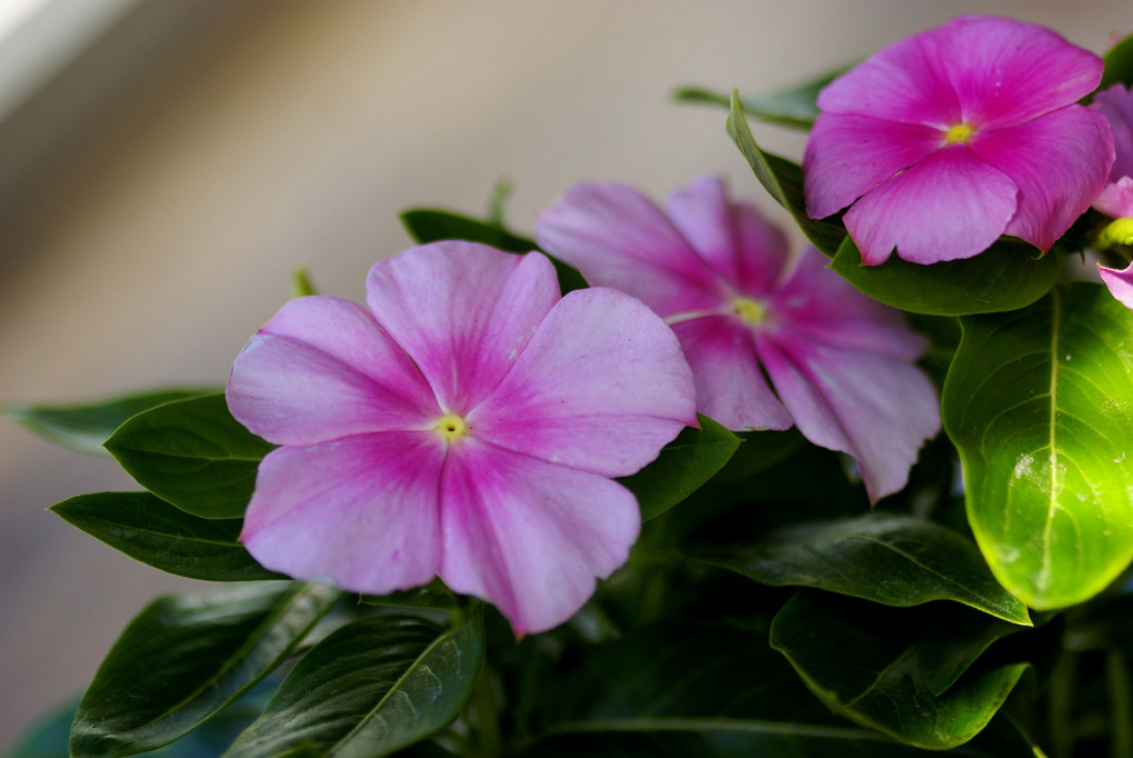 窓辺の花