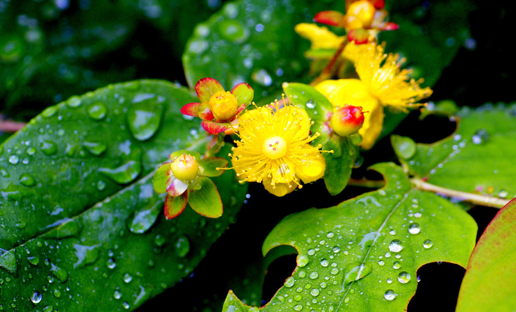 雨に輝く花たち