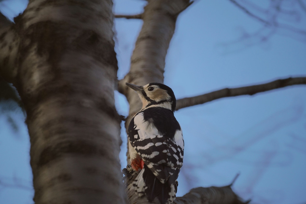 公園の野鳥たち