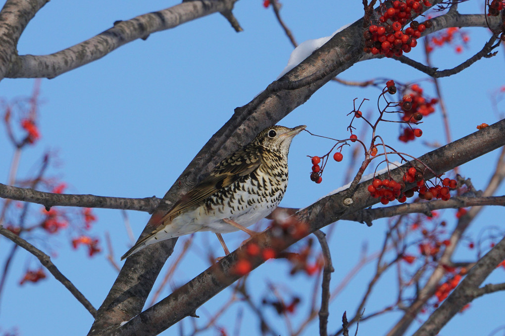 子供の撮った野鳥たち