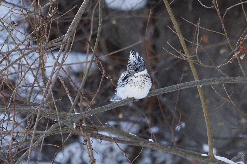 子供の撮った野鳥たち