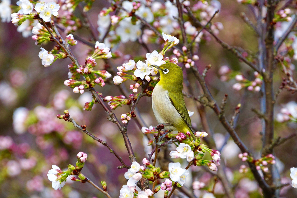 子供が撮った野鳥（総集編）#カケス#