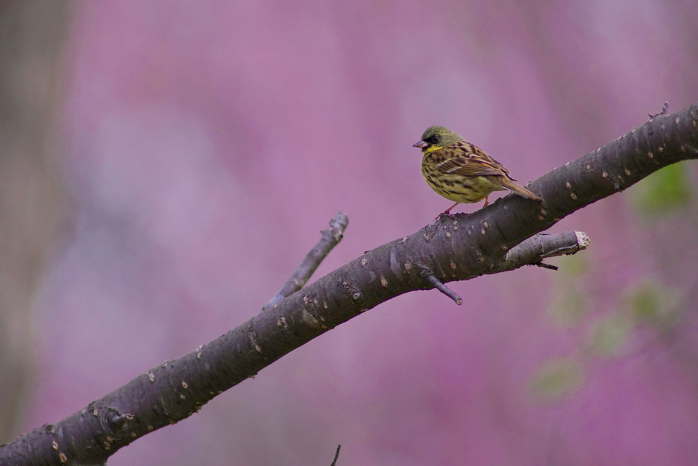 桜を背景に