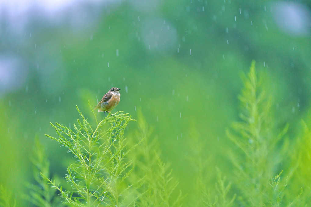 雨の日の小鳥