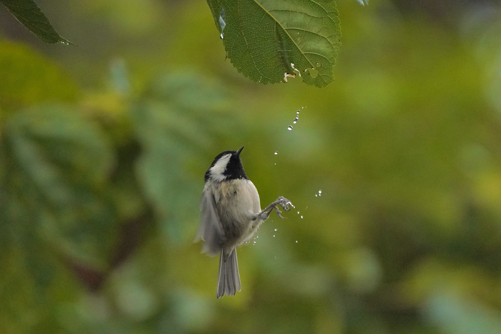 雨の日の小鳥