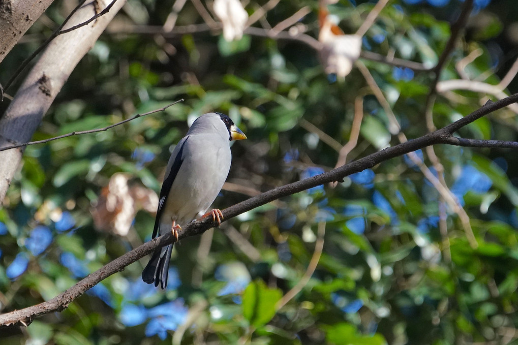 東京で撮った野鳥