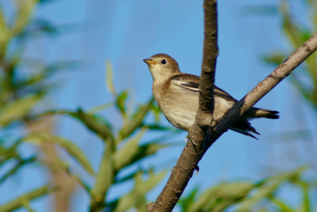 幼鳥たち その2