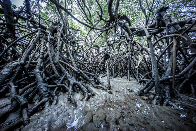 Meets Mangroves ;)