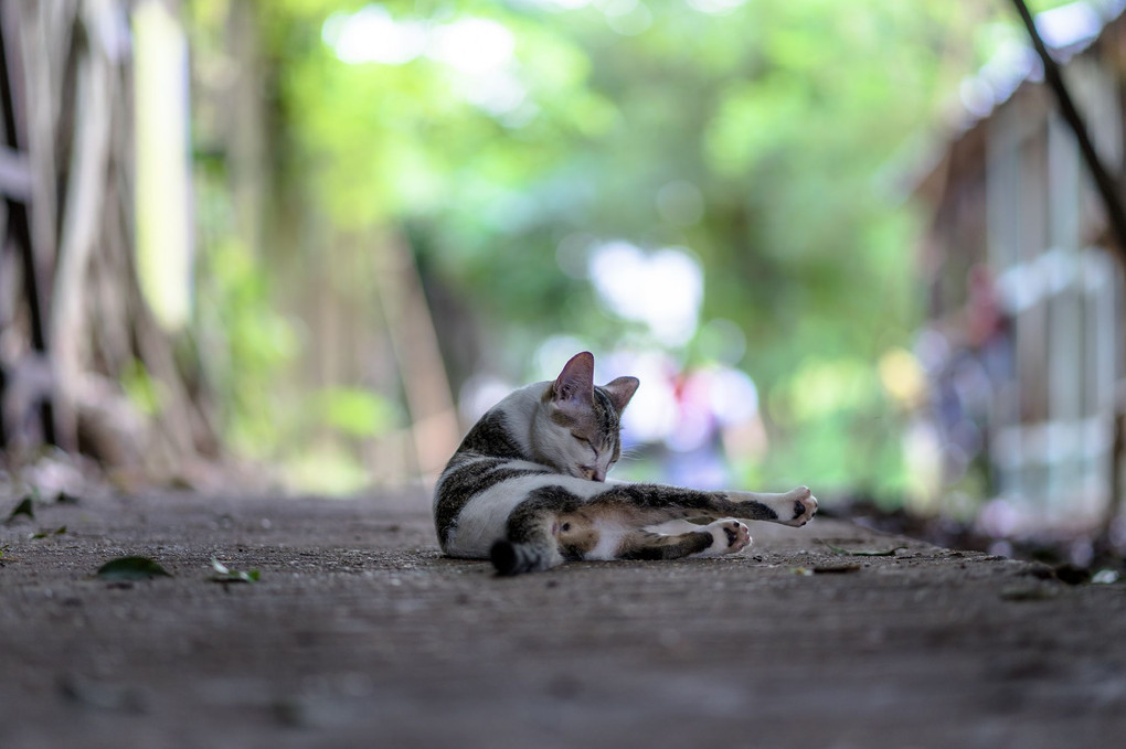 ヤンゴン猫変化